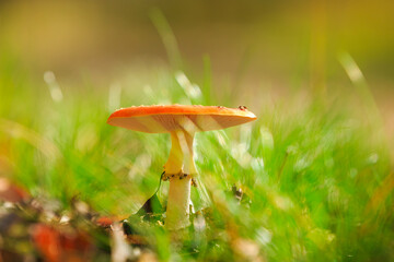 amanita muscaria, fly agaric or fly amanita basidiomycota muscimol mushroom, dreamlike soft focus and setting