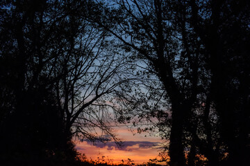 Fototapeta na wymiar Vibrant Sunrise Against Tree Silhouette