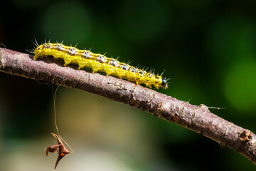 Box tree moth caterpillar, Cydalima perspectalis, closeup feeding