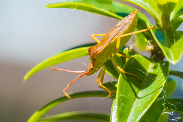 Closeup of a Sloe Bug insect, Dolycoris baccarum, crawling