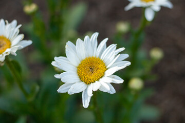 daisy in the garden