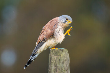 Kestrel falco tinnunculus male bird of prey closeup
