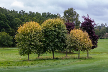 Fototapeta na wymiar Trees with autumn colors on a golf course in Sweden, Europe