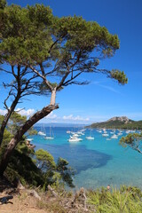 Baie et plage Notre-Dame sur l'île de Porquerolles au large de la ville d’Hyères, avec un pin sur la côte au bord de la mer Méditerranée (France) - obrazy, fototapety, plakaty