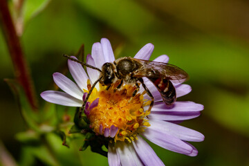 insecte butineur fleur mauve 
