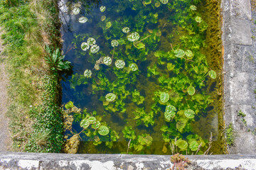 Lilly pads in Canal