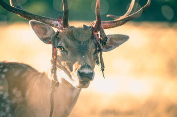 Sunrise Deer shedding velvet 
