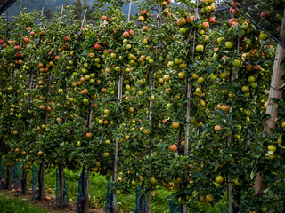 Fototapeta na wymiar The apples are ripe. Apple picking season. Black Forest. Germany