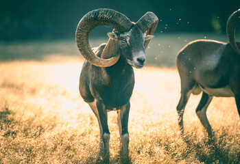 Sunrise Mouflon Sheep 