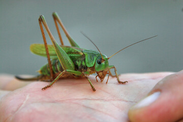 A green grasshopper biting a man's hand, close up