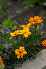 yellow flowers on the ground