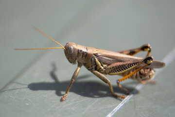 grasshopper_2