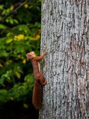 Beautiful young red squirrel on the trunk of a huge tree.