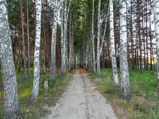 Road through birch and pine forest