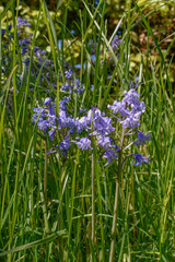 Bluebell Wildflowers in Green Grasses