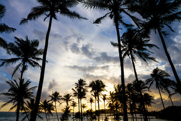 Coconut palms on Coconut hill, Marissa, Sri Lanka