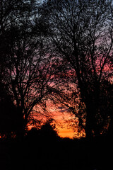 Vibrant Winter Sunset with Tree Silhouette