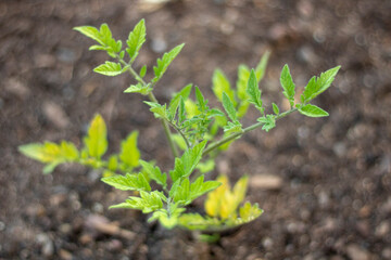 green sprout
