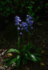 Obraz premium Bluebell Fine Art Photography