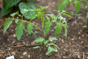 tomato plant in the garden