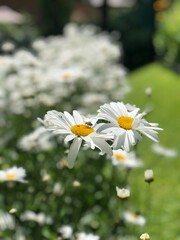 daisies in a garden