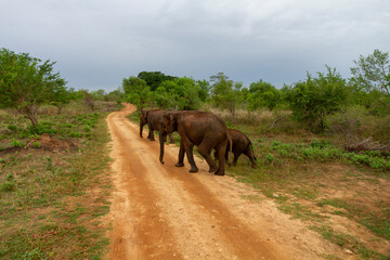 Naklejka na ściany i meble Elephants on a road in Udawalawe, Sri Lanka