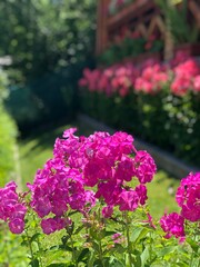Obraz premium pink flowers in the garden