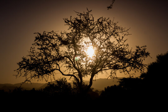 silhouette of tree at sunset. Espinillo in Cordoba, Argentina