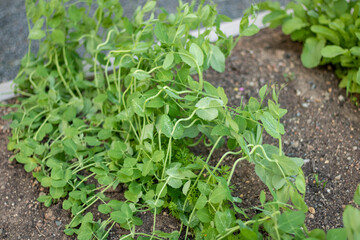 lettuce growing in the garden