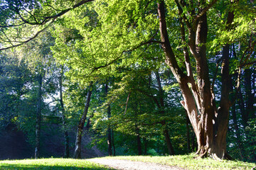 trees in the park