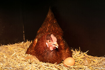 Laying hen in its straw nest