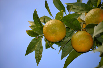 Close shot of three orange fruits on its tree
