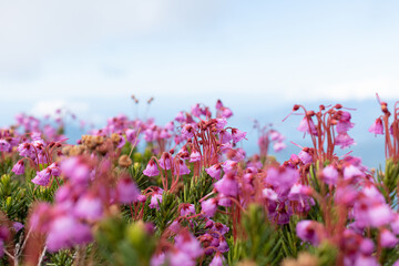 Obraz na płótnie Canvas Flowers on the top of the mountain 
