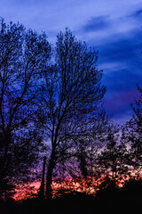 Obraz na płótnie Canvas Vibrant Winter Sunset with Tree Silhouette
