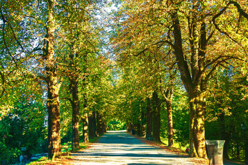 alley in the park