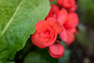 beautiful red rose