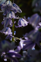 Bluebell Fine Art Photography