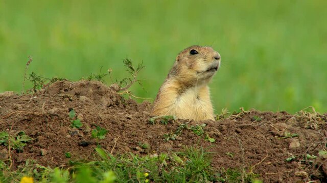 Black tailed prairie dog watching for danger from burrow in grassland