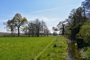 Green Meadow and Trees on a Summers day