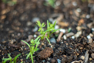 sprout in soil