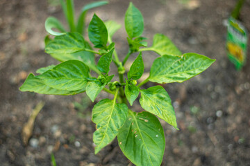 plant in the garden