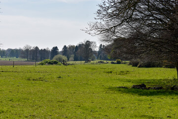 Fototapeta premium Green Meadow and Trees on a Summers day