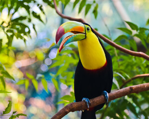 Keel-billed toucan perching on a branch