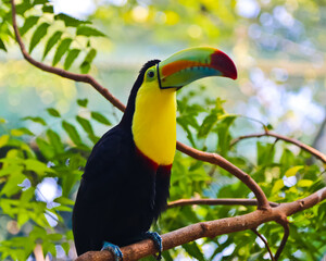 Keel-billed toucan perching on a branch © weiguo1