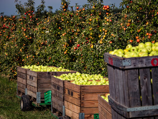 Obraz premium The apples are ripe. Apple picking season. Black Forest. Germany
