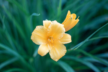 yellow daffodil flower