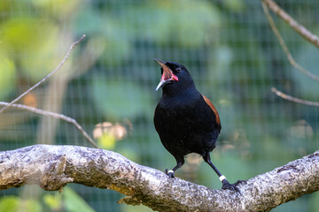 North Island saddleback or tieke perched on a branch