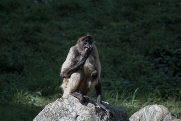 Spider monkey sitting on a rock, staying still