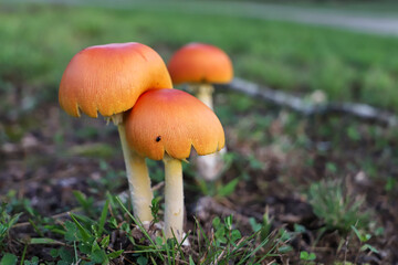 Orange Mushrooms Up Close