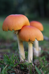 Orange Mushrooms